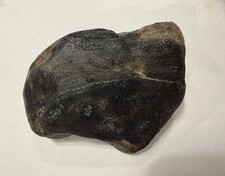 Dunkleosteus Fossil Large Good Condition Found in the USA picture