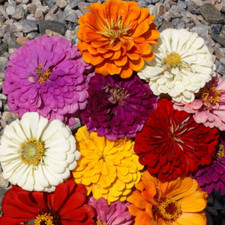 California Giants Mix Zinnia Seeds | Giant 5