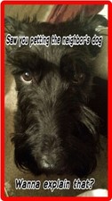 Funny Scottish Terrier Dogs Food Plate Refrigerator / Tool Box Magnet picture
