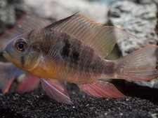 Bolivian Ram Dwarf Cichlid (Mikrogeophagus altispinosus), Tank-Bred picture