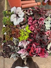 Harmony Foliage Begonia Rex and Rhizomatous Hybrids in 4 inch pots 15-Pack Bulk  picture