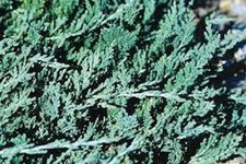 5 Blue Rug Juniper Shrub Juniperus horizontalis Wiltonii  Starter Plant picture