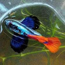 10 live guppy fry -dumbo Red Tail-Live Guppy fish usa seller picture