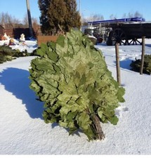 24 OAK whisks sauna banya venik brooms NEW SEASON 2026 ING picture