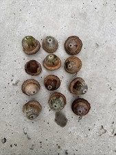 New Hampshire Large Oak Tree Acorns -Hand Selected Acorns September 2026 Fresh picture