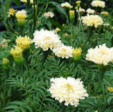 African Marigold Kilimanjaro WHITE Tall Creamy Flowers USA Non-GMO 100 Seeds picture