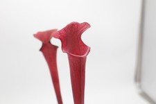 Sarracenia - 'Metalized' - Small Division (1 Year Old Division) picture