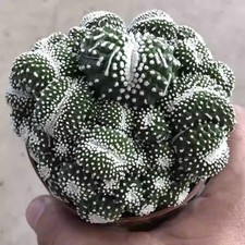 Succulent Cactus Plant Blossfeldia Liliputana Werderm Cristata Cactaceae 6-7cm picture