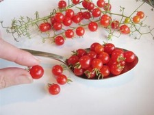 World's Smallest Tomato 25 - 2000 Seeds - Dwarf Red Currant Productive heirloom picture