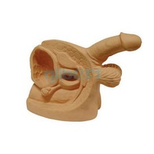Human Male Genital Organ Display Model Urethral Demonstration Teaching kit #fb picture