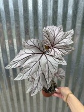 #96 RARE  Begonia Lamoon Pink  4” Pot Aroid Houseplant picture