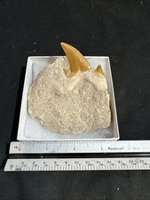 Beautiful fossil Otodus Obliquus Shark Tooth in Matrix from Morocco picture