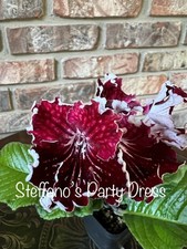 Buyer’s Choice Streptocarpus 3 Plant Collection.  picture