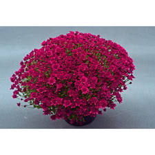 8 In. Mum Plant Purple Flowers in Grower'S Pot picture