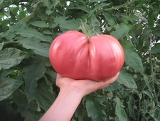 120+ German Giant Tomato Seeds - Non-GMO - Heirloom - Organic --- HUGE ---FRESH picture