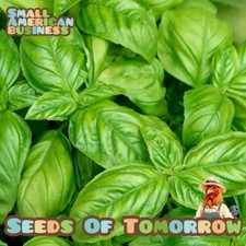 1000+ Organic Large Leaf Italian Basil Seeds- With Bonus |Non-GMO Heirloom| picture