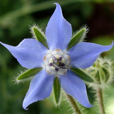 Borage Seeds | Heirloom / Non-GMO |  | Herb Seeds | 1149 picture