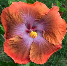 Unique/rare hibiscus Tahitian Sophistication- 3 cuttings, no roots / imported/ picture