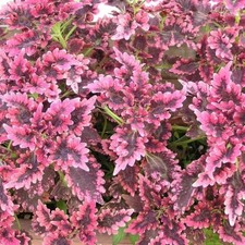 20 Pcs/Lot Coleus seeds DIY home garden picture