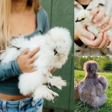 12+ Fertile Silkie Hatching Eggs | Paint, Splash, & Designer Colors | No Satins picture