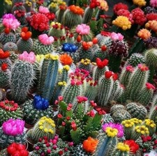 Mixed Multi- Color Cactus Seeds, 100pcs/pack picture