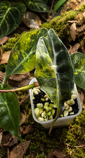 SALE Variegated Alocasia Venom CORM picture