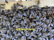 Live Caucasian Honey Bee Queen 50% * Mated Marked Laying * Ships 9-21-2026 picture