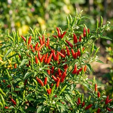 50 Thai Bird's Eye Chili Seeds for Planting - Extreme Heat Asian Pepper Seeds picture