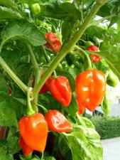 Habanero Pepper Seeds, SUPER HOT PEPPER, NON-GMO, Variety Sizes,  picture