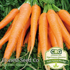 Tendersweet Carrot Seeds 1000+ Non-GMO Heirloom Coreless Vegetable Garden 2026 picture