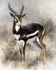 Blackbuck Antelope Standing Among Wildflowers Print - 743725773 picture