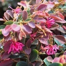 Loropetalum Ruby Compact | 2 Inch | Loropetalum chinense | Low Maintenance Plant picture