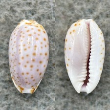 #4 Cypraea irrorata 13.3mm F+ No Data picture
