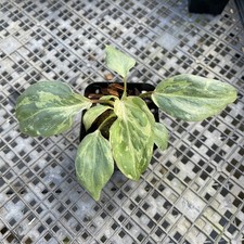 Philodendron Gloriosum Snow Leopard variegated 2.5