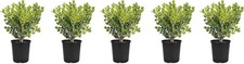 Boxwood Japanese | 4 Inch | Buxus microphylla | Formal Hedge | Evergreen Plant picture