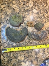 Dry Cracked Cap Polypore 1 LB (450 grams) lot picture