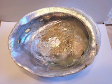 Abalone Shell California Red XL 8.5x7