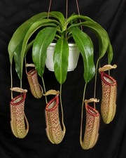 Nepenthes Miranda Starter Plant Live Carnivorous Pitcher Plant 2in Pot picture