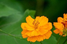 200 DWARF SULPHUR COSMOS: NON GMO  picture