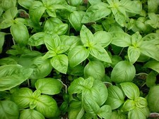 1/4 oz Sweet Basil Seed, Genovese, Bulk Herb Seed, Heirloom Non-Gmo Seed 4000ct picture
