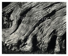 1929/49 Vintage EDWARD WESTON California POINT LOBOS Cypress Roots KROMEKOTE Art picture