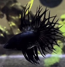 Really rare of pairs King crowntail betta picture