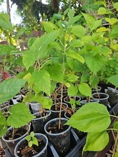 Dwarf Black Mulberry Morus Nigra Everbearing Live Plant Well Rooted Organic 10