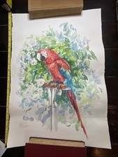 Original Macaw Watercolor Painting Set 5 Nancy Cowan Lifecycle Art Hatchling picture