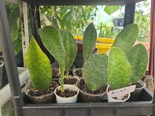 Baby Sansevieria Masoniana Whale Fin Snake Plant 5-6