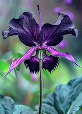 Imported Bat Lily Flower Bulbs for Home Gardening Pack Of 2 Bulbs (VIOLET) picture