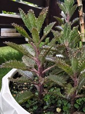 Kalanchoe Pink Butterflies $40 Each, Free Delivery picture