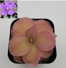 Pinguicula pirouette (Butterworts) Bare-root picture