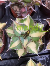 RarePlant Agave titanota FO076 Yellow mediopicta picture