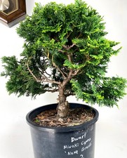 Dwarf Hinoki Cypress Pre-Bonsai ~ 3 gal ~Pruned For Basic Shape ~ Large Trunk picture